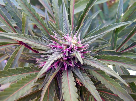 Beautiful Cannabis Plant 