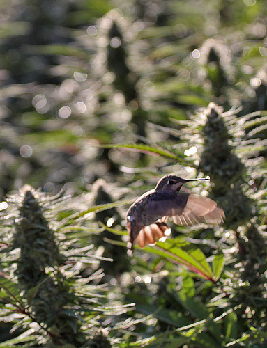 Flowering Cannabis Nurturing the Hummingbird.