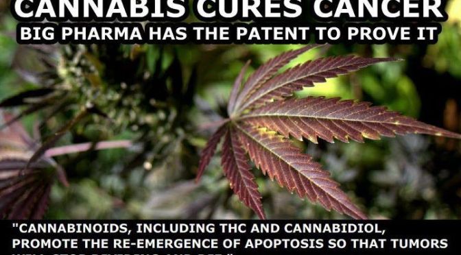 Ancient Cannabis…the plant continues to endure, treat and cure illness and disease!