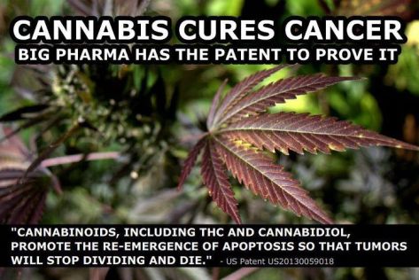 CANNABIS CURES CANCER and Big Pharma Has the Patent to Prove it!