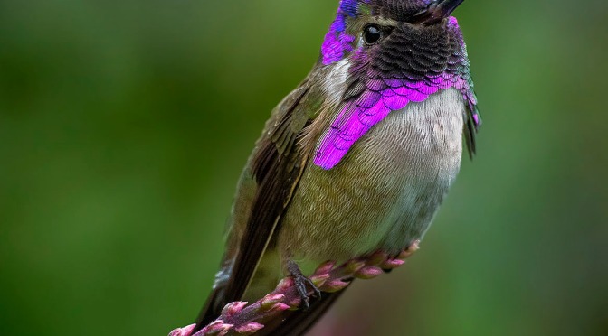 Hummingbirds: Cannablogna.com’s Spectacular Hummingbirds!