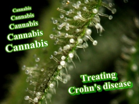 Marijuana Put My Crohn’s Disease Into Remission and It’s Not A Joke! A story of truth and inspiration!