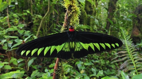 Huge Butterfly in Malaysia image from google images