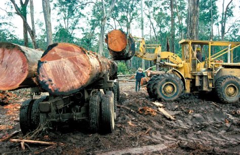 The Rainforests of the world really are on borrowed time. The rate of destruction is almost exponential.